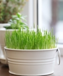 Image depicts decorative plants on a windowsill.